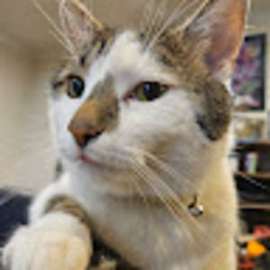 Meet your Posher, Tyrel